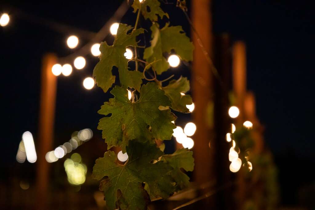 Night time at a vineyard