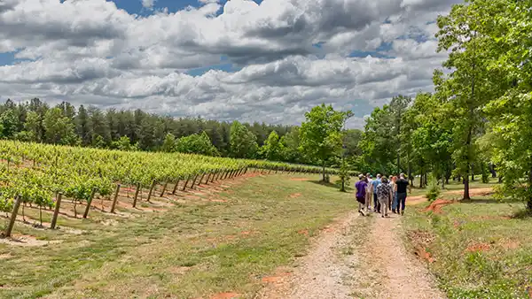 Asheville Wine Tours