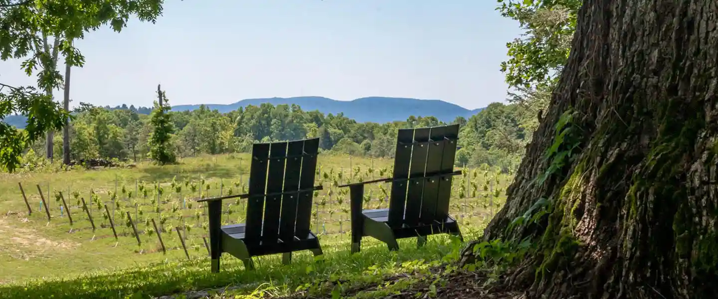 Marked Tree Vineyards